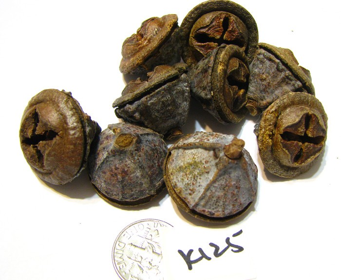 Dried Eucalyptus Seed Pods Natural Eucalyptus Craft Decor Lot of 25 K125