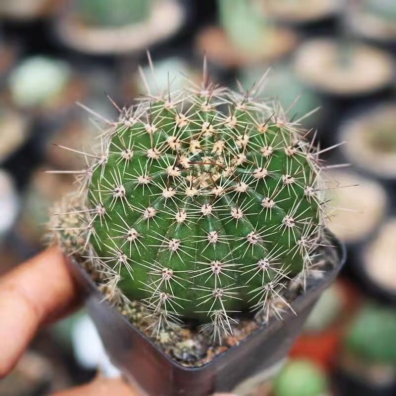 Gymnocalycium baldianum Dwarf Chin Cactus Live Succulent Plant Blooming Cactus