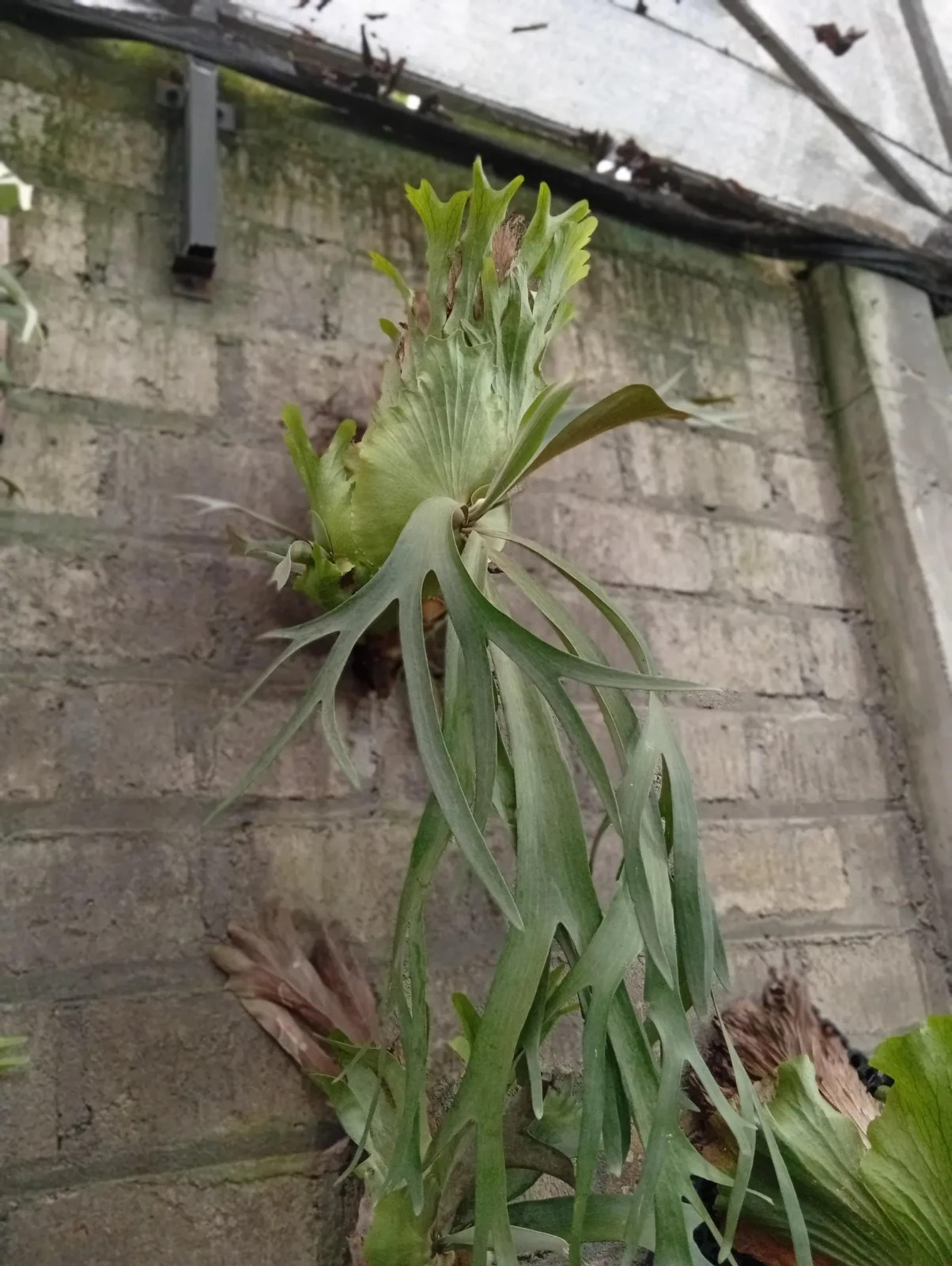 Real Picture Platycerium Willincki Big Size Rare Plant