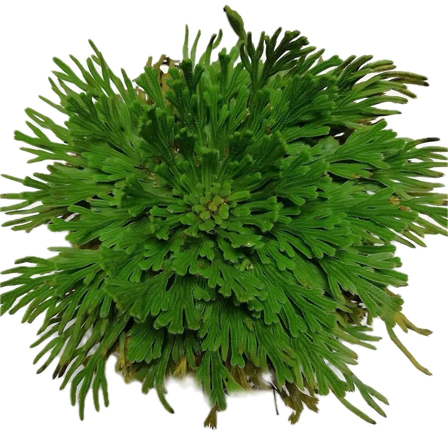 5 Pack Big 3.5″ Rose of Jericho Resurrection Plants, Flor de Jerico Original …