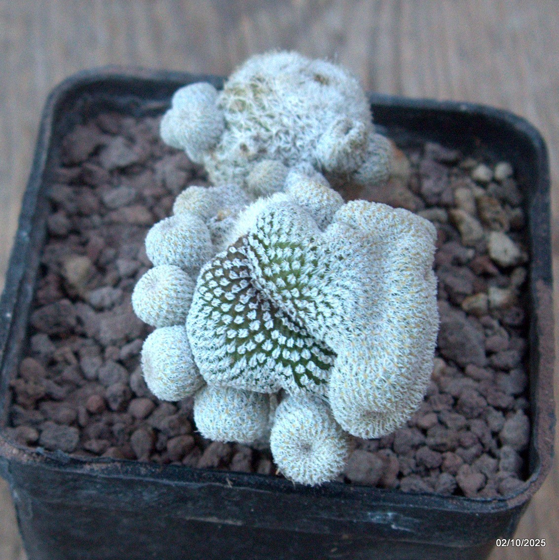 D6817 EPITHELANTHA MICROMERIS MONSTER CRESTED pot7-H6-W8 cm MaMa Cactus