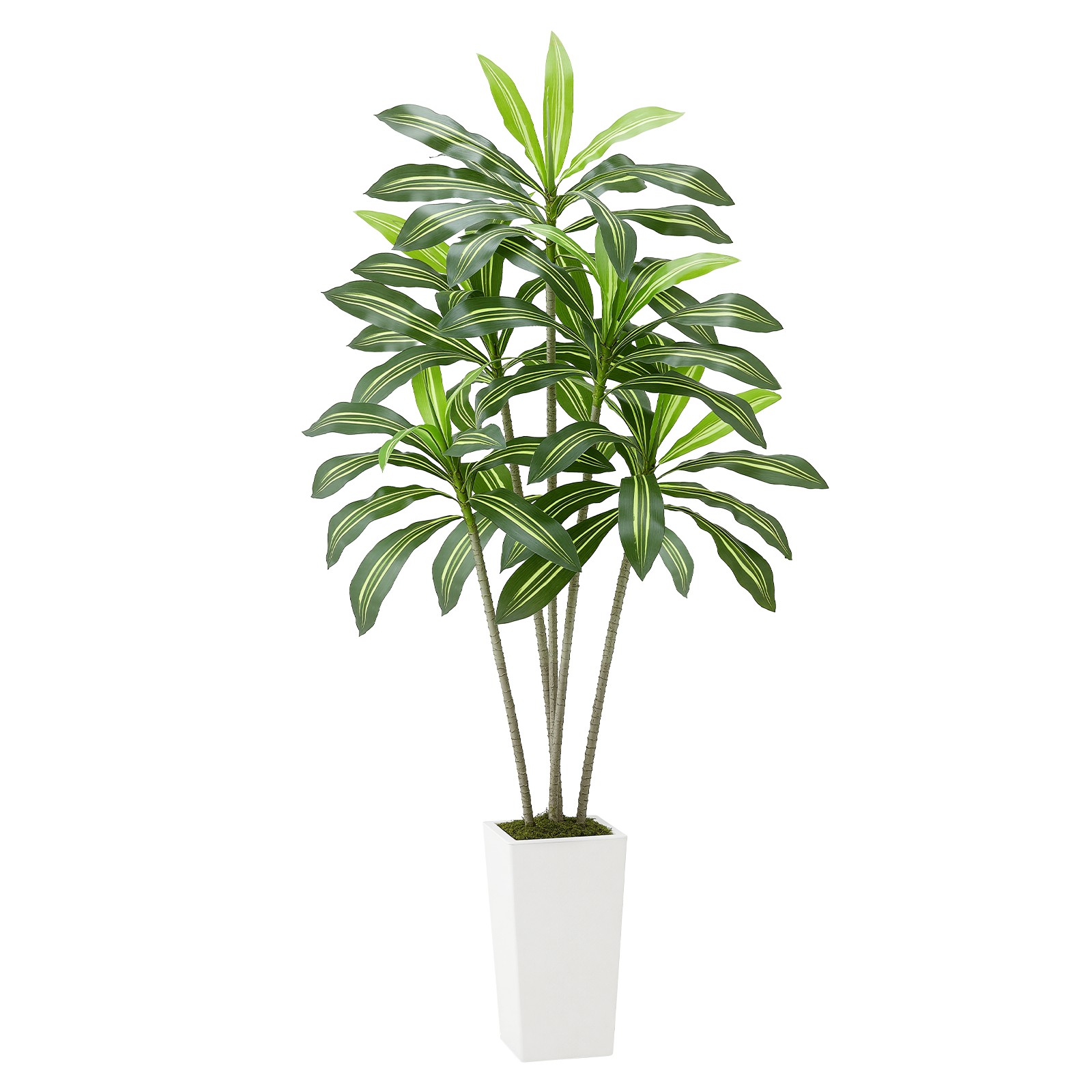 Uimoso 6ft Faux Dracaena Tree with White Pot for Indoor Spaces