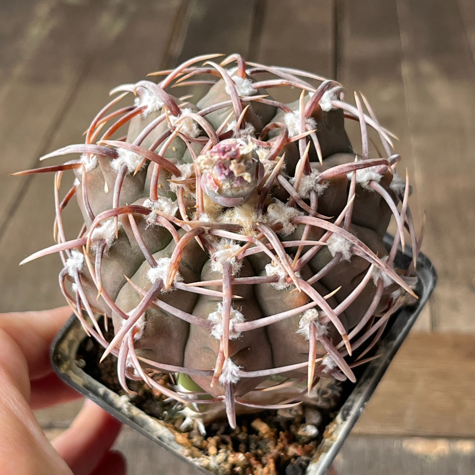 A25-2095 Gymnocalycium vatteri v. altautinense, grafted