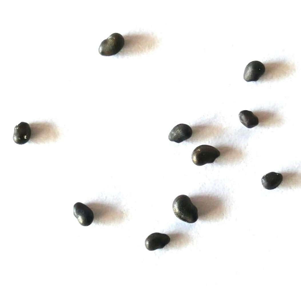 Ferocactus horridus var. brevispinus SEEDS – Rare Cactus SEEDS