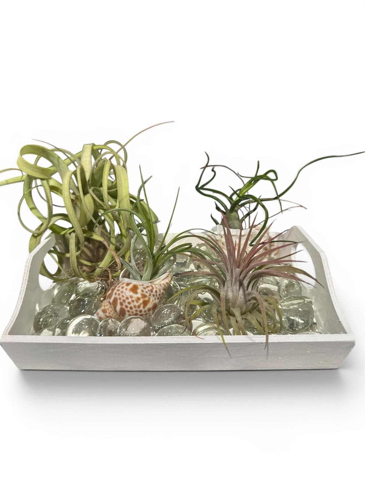 Air Plant Display Kit 4 Tillandsia Tray Glass Gems Shells Coastal Live Decor