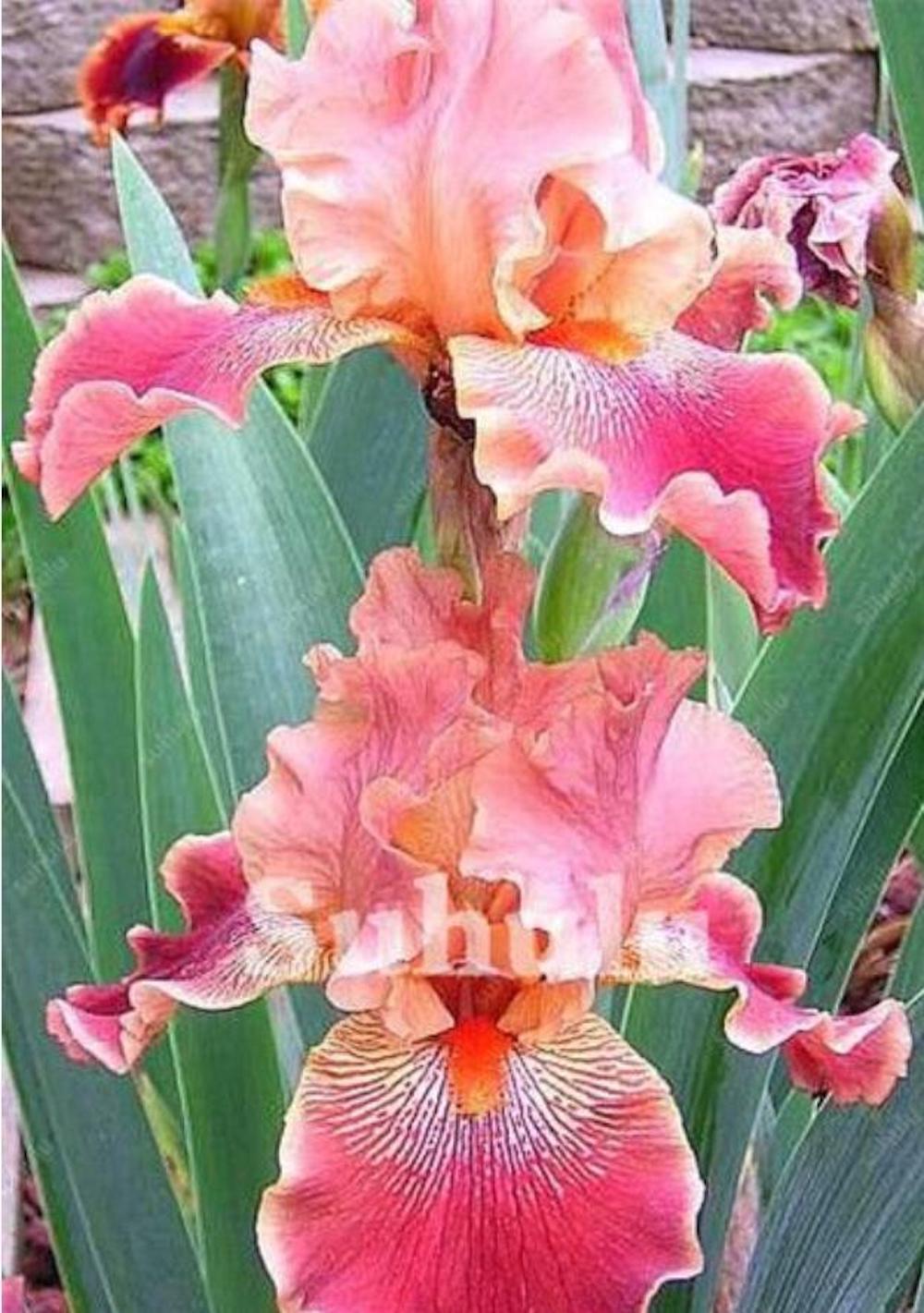 (10) IRIS SEEDS rare exotic flower home blossom garden plant USA SELLER W/TRACK