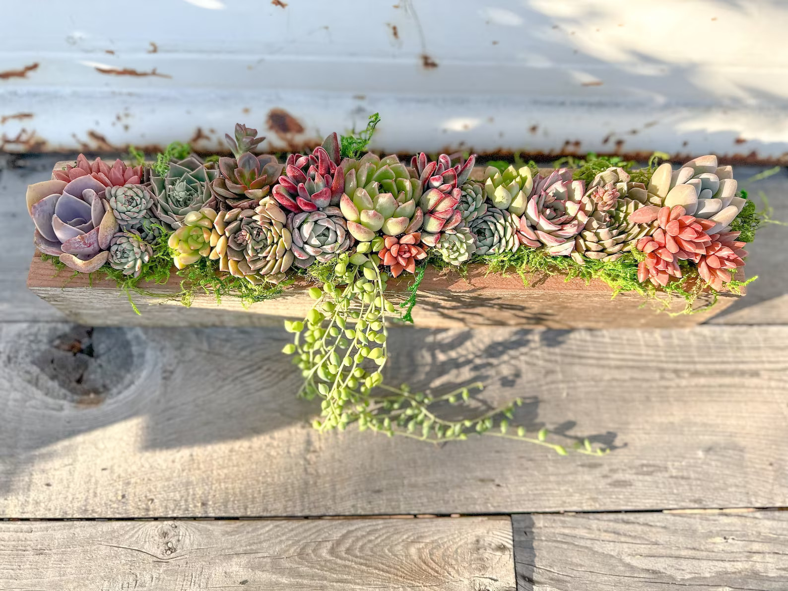 Live Succulent Arrangement Planter, Real Succulents, Centerpiece, Sympathy Gift