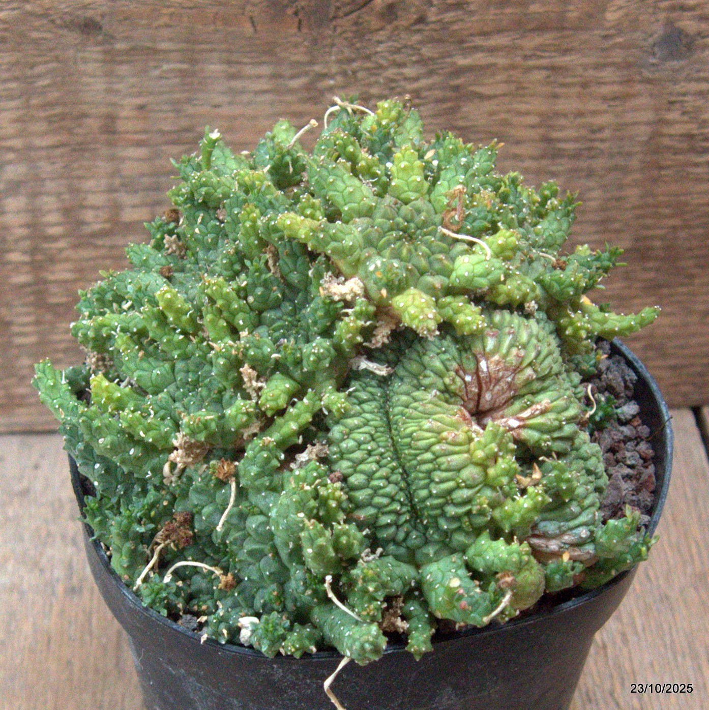 D7145 EUPHORBIA GORGONIS CRESTED pot14-H11-W17 cm MaMa Cactus