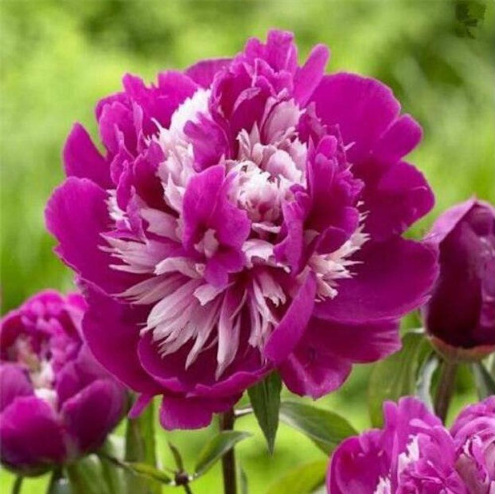 (10) PEONIES SEEDS rare exotic flower home blossom garden USA SELLER W/TRACKING