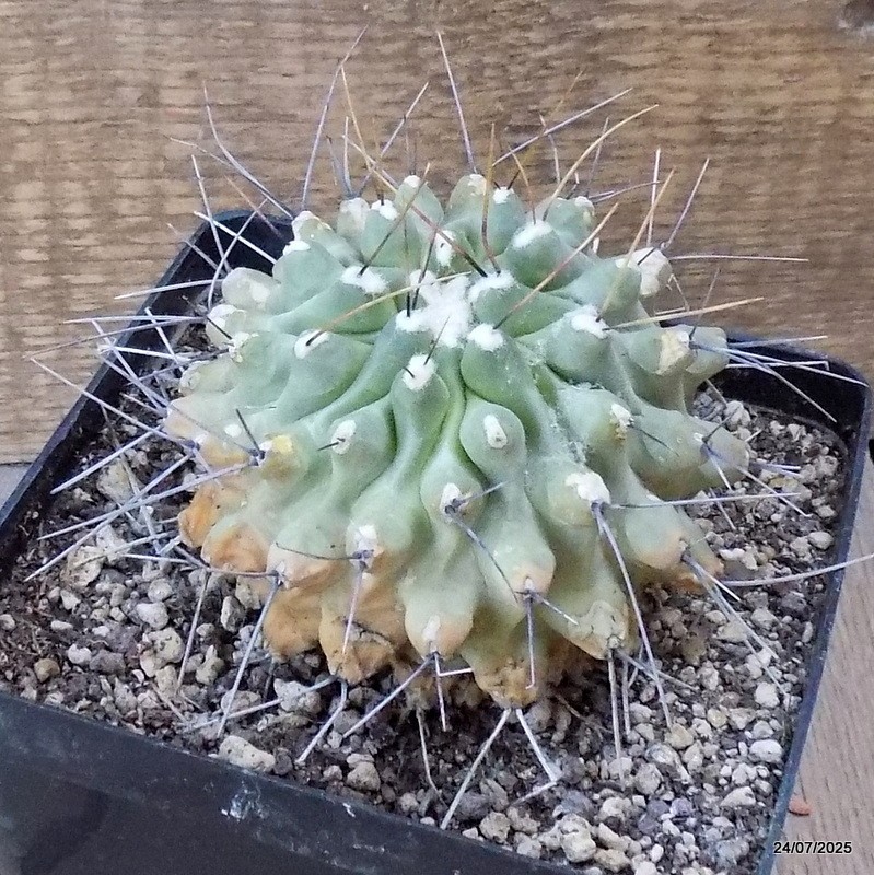 D5468 THELOCACTUS RINCONENSIS pot12-H8-W9 cm MaMa Cactus