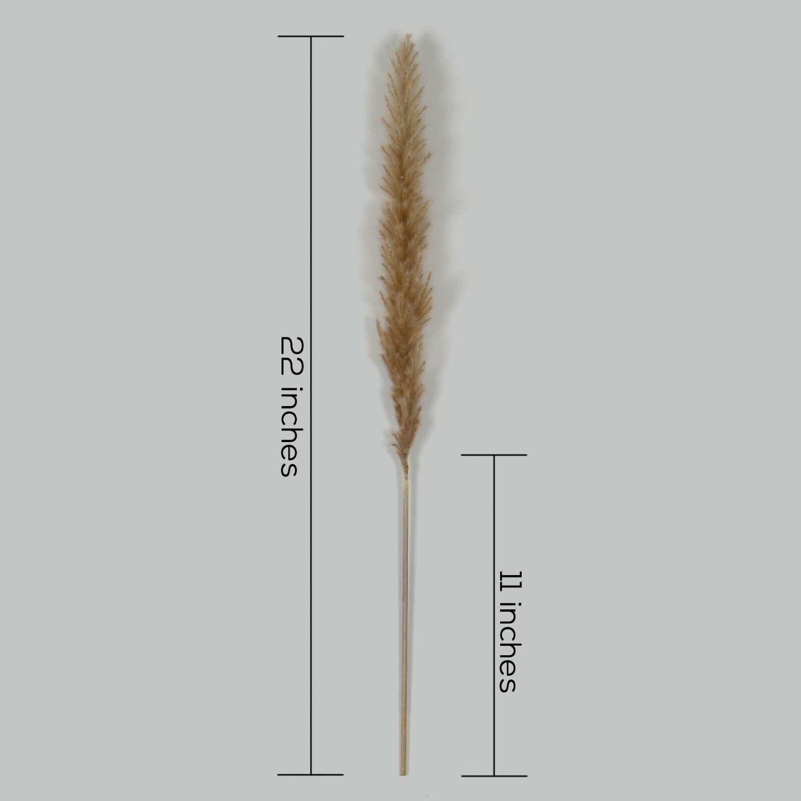 60 Piece Pampas Grass Bundle. 30 White Stems 30 beige/natural stems. 22″ Stems.