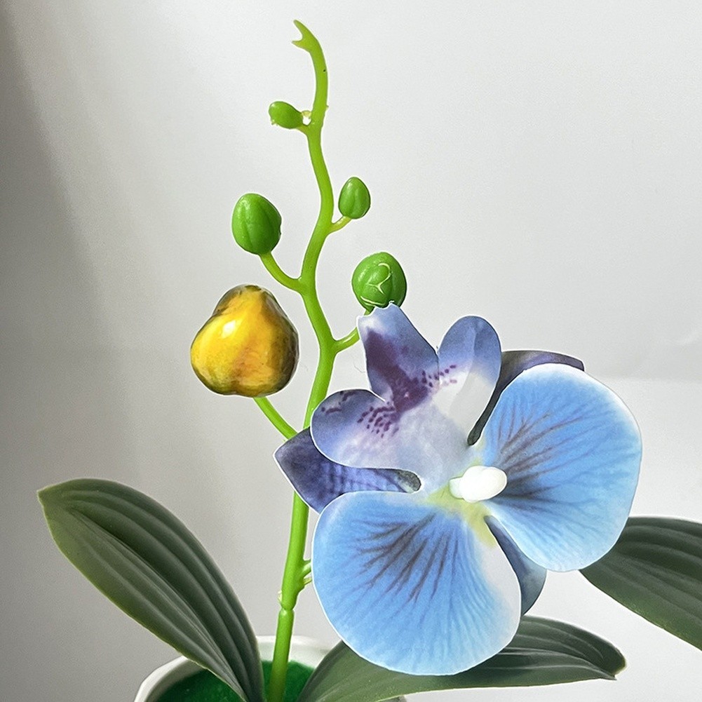 Phalaenopsis Floral Reproduction in Diamond Designed Pot for Contemporary Space