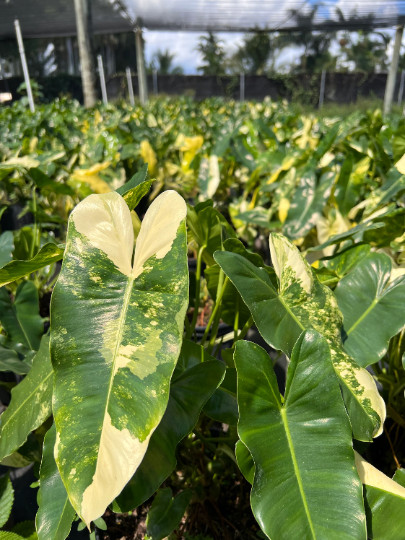 Variegated Burle Marx Philodendron Cutting | Air Roots w/ Nodes | House Plant