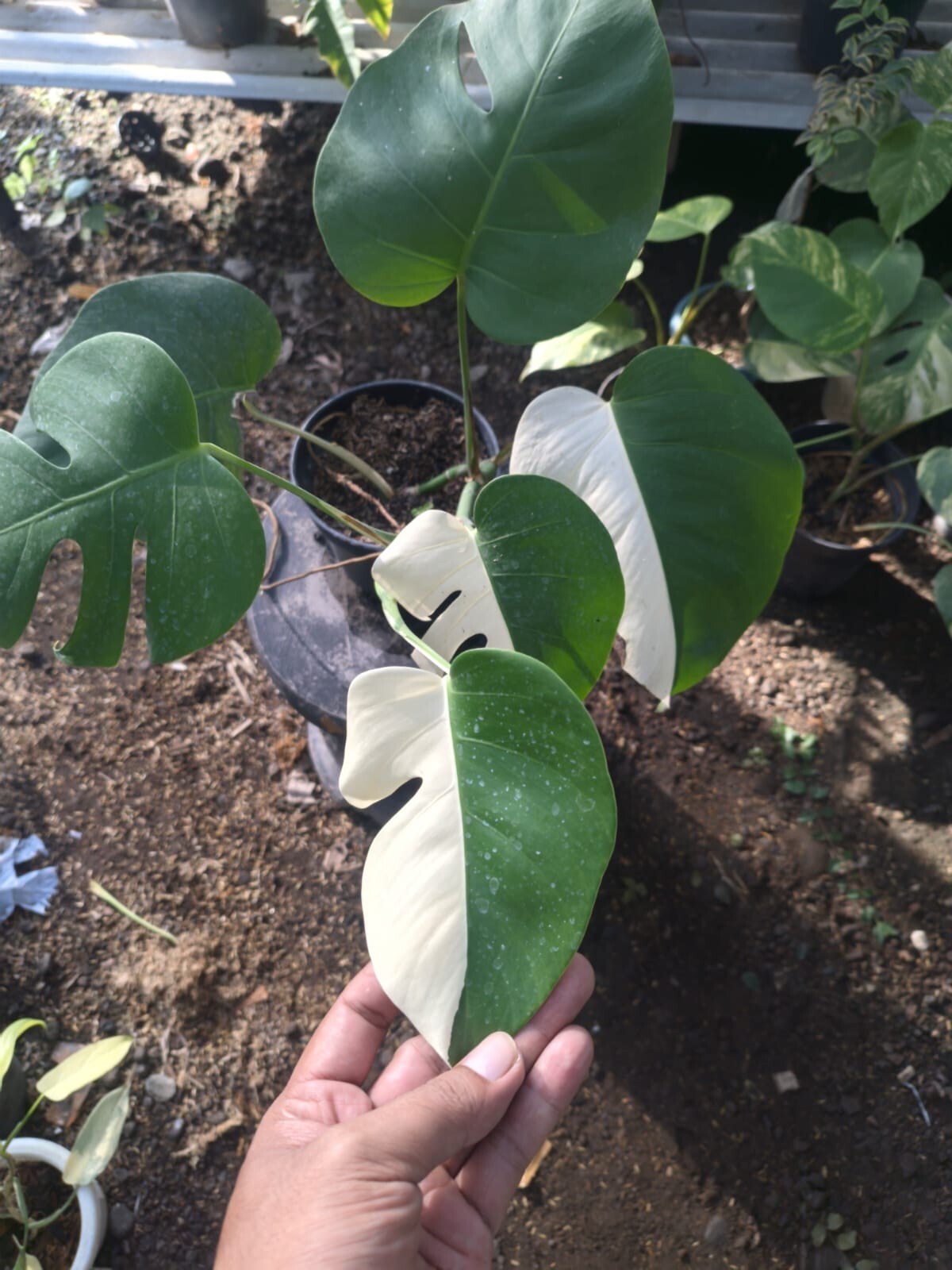 Real Pick Monstera Albo Halfmoon Variegated
