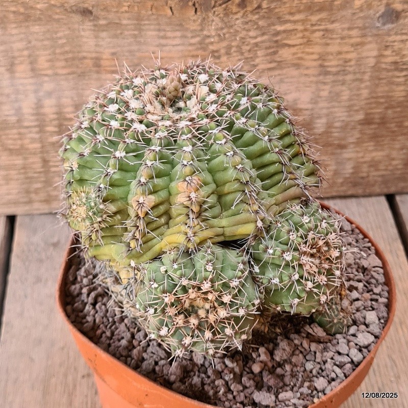 D5915 GYMNOCALYCIUM BALDIANUM pot14-H12-W13 cm MaMa Cactus