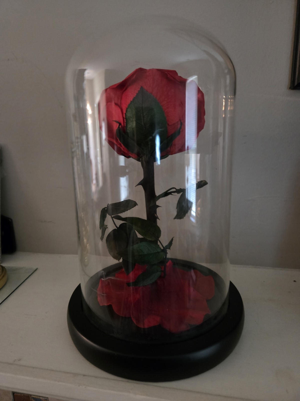 Forever Preserved Rose – Eternal in Dome-Box Mother Day Anniversary Romance Love
