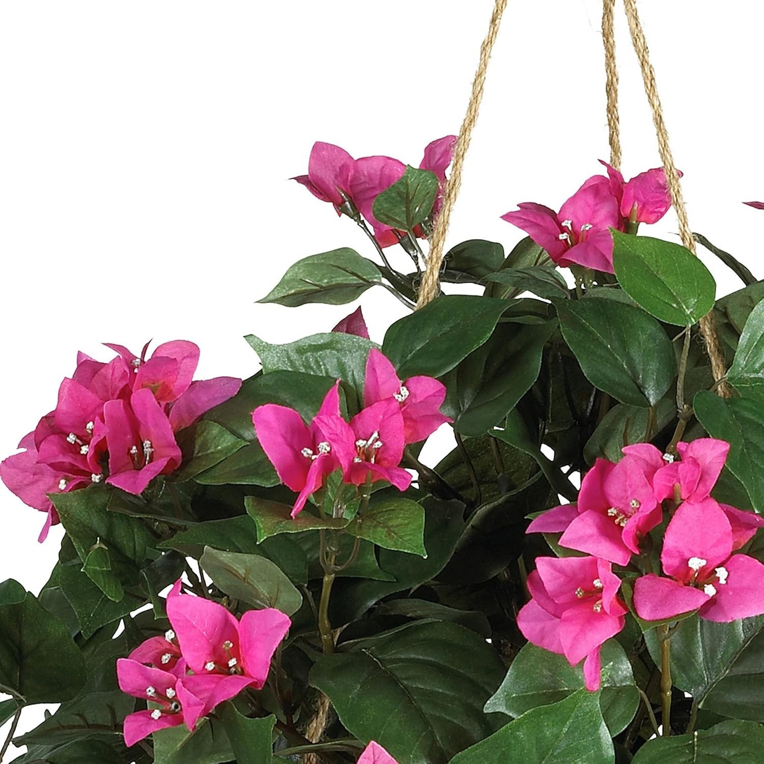 South American Bougainvillea in Wicker Basket – Indoor Decor