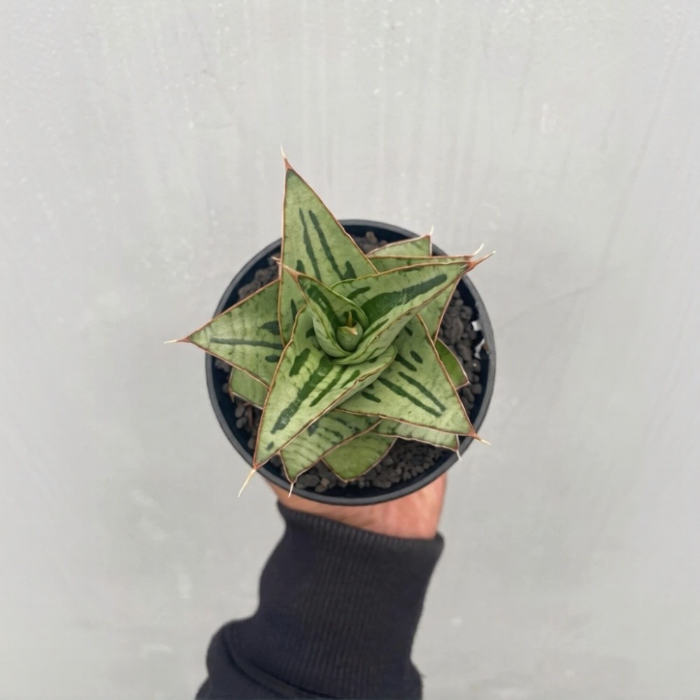 Sansevieria Hybrid Kaisar Exotic Rare Unique Snake Plant PL077