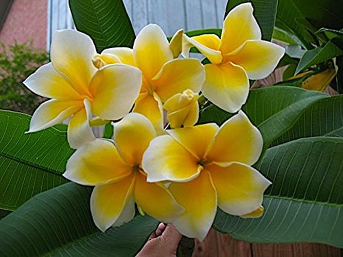Nelson Plumeria Plant and All Flowering Tropicals Food Ferns Assorted Sizes