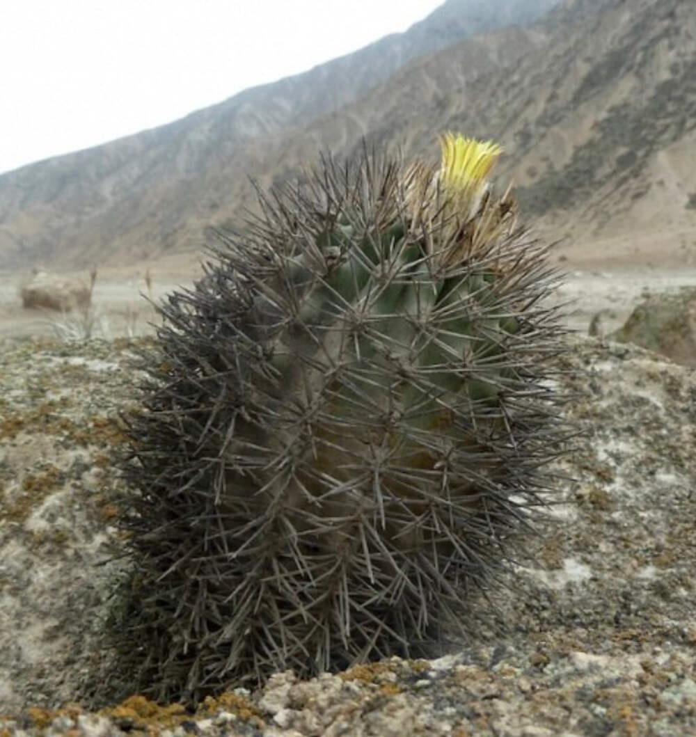 Islaya grandis SEEDS – Islaya cactus | Grand Islaya