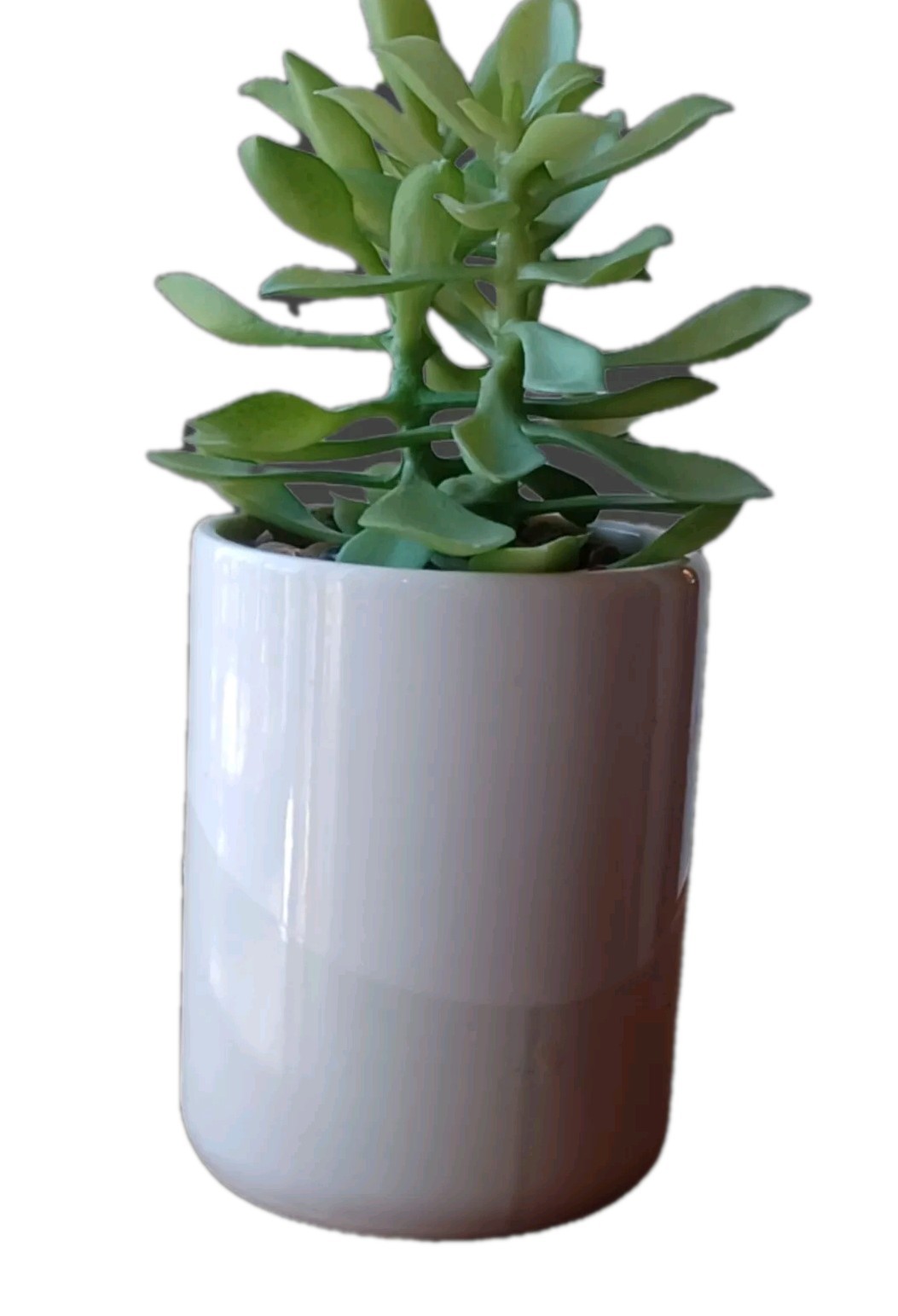 Faux Jade Plant White And Light Gray Pot 8 inches