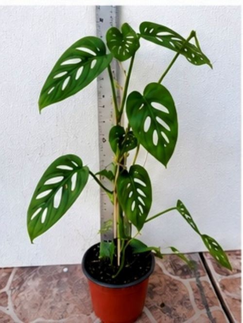 Swiss Cheese Plant /Monstera adansonii Live Plant 12″ Tall With 4″ Pot