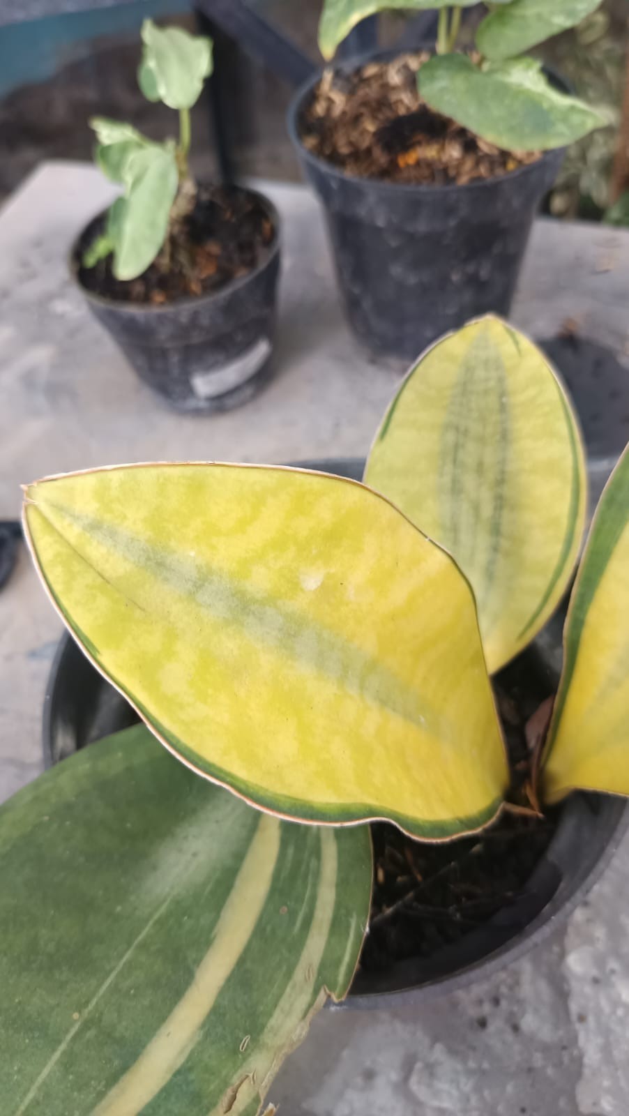 Sansevieria Giant Mason Yellow Variegated Real Picture Rare Unique Snake Plant