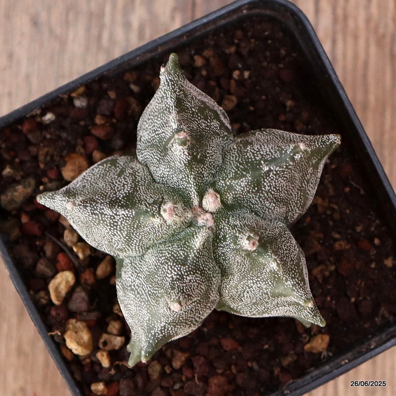D4872 ASTROPHYTUM MYRIOSTIGMA KIKKO pot8-H5-W7 cm MaMa Cactus