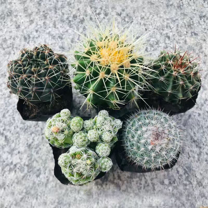 Succulent Plants Cactus Ball Live House Plants for Home Office Garden Decor