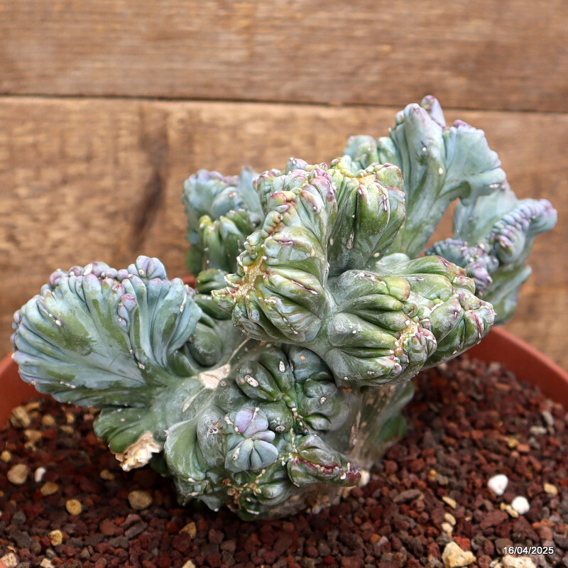 A1525 MYRTILLOCACTUS GEOMETRIZANS STRICTUS pot22-H15-W20 cm MaMa Cactus