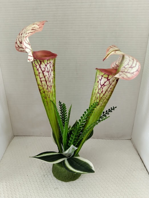 Pitcher plant table Decoration