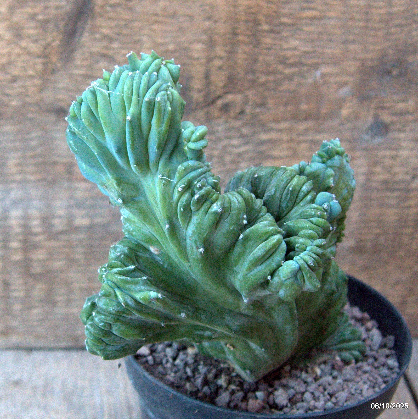 D6899 MYRTILLOCACTUS GEOMETRIZANS CRESTED pot12-H16-W15 cm MaMa Cactus