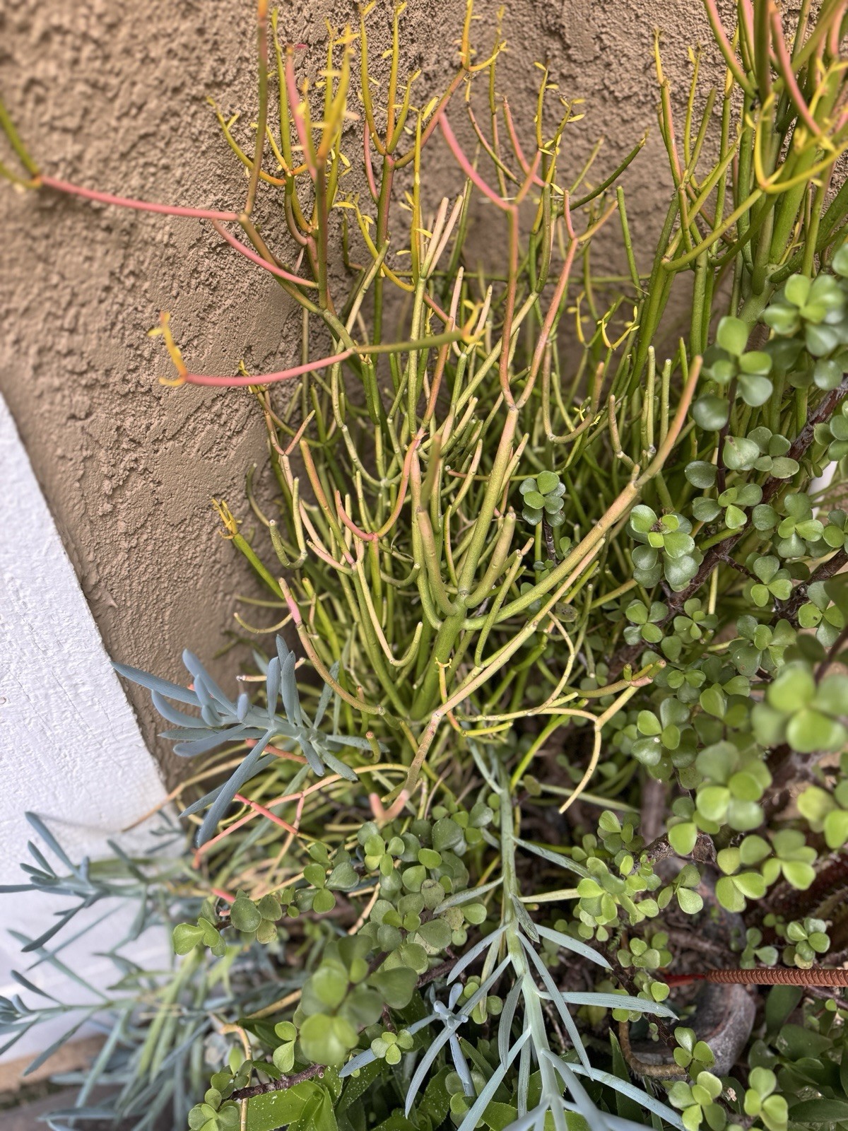 FIRE STICK Plant Euphorbia Tirucalli PENCIL CACTUS Succulent – FRESH CUTTINGS!