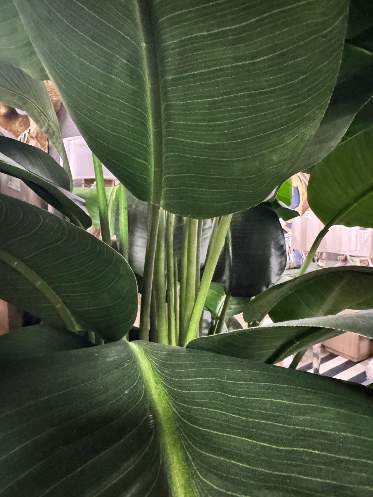 Winward Home Banana Palm in Planter 84″