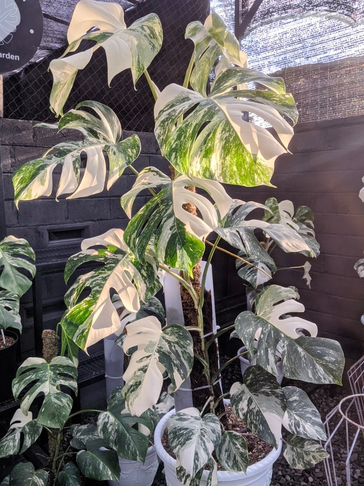 Monstera White Tiger Holland Variegated Real Picture Large Size