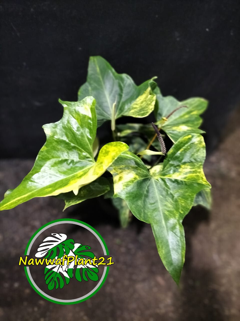 Real Photo Anthurium Pterodactyl Variegated Big Size