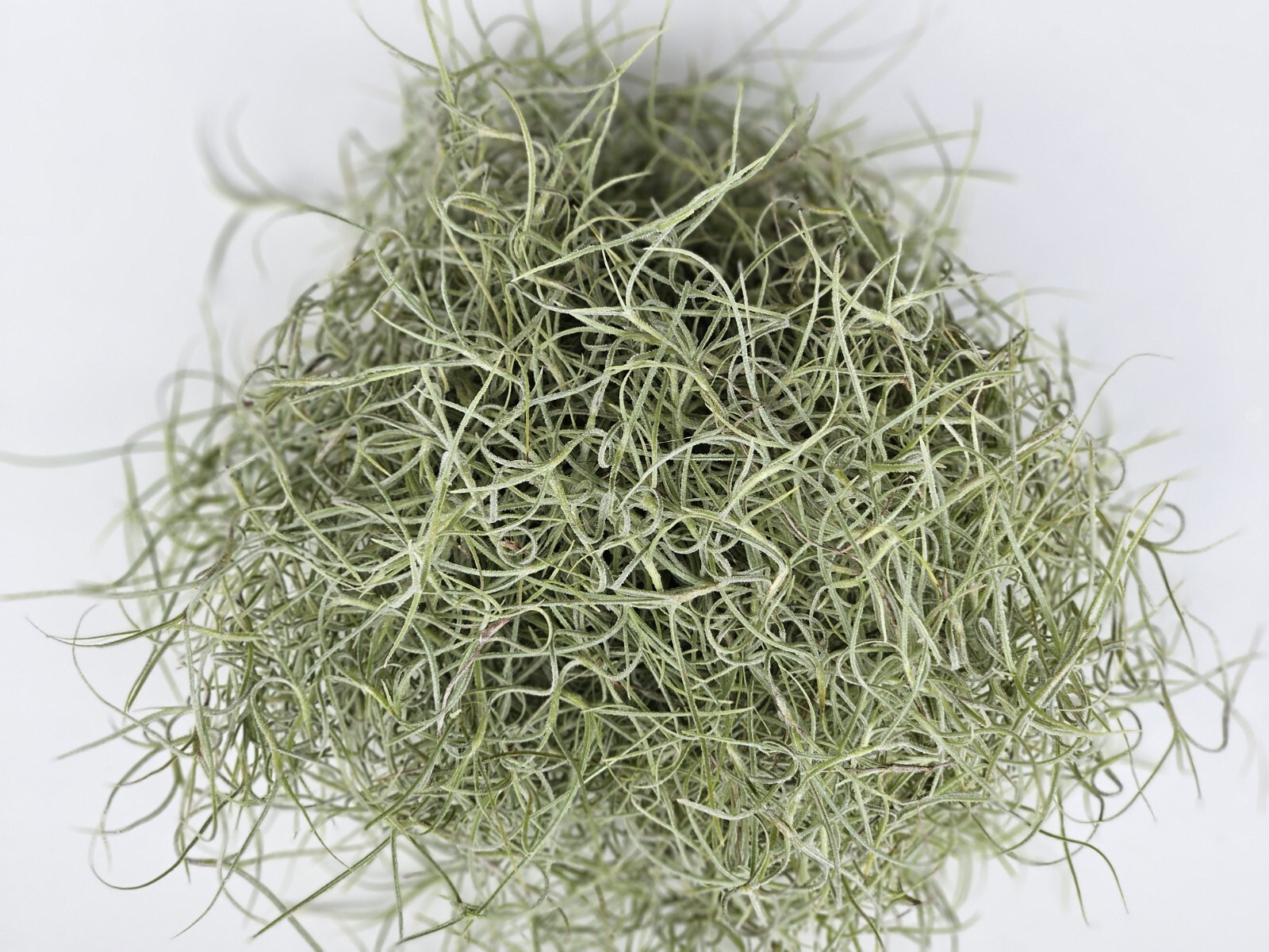 Fresh Florida Live Spanish Moss – 1 Gallon – Pet Bedding, Floral, Crafts