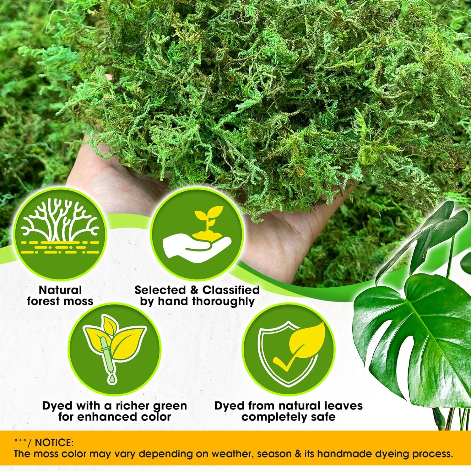 [Upgraded] Green Moss for Crafts, Real Forest Moss Potted Plants, Decorative Mo