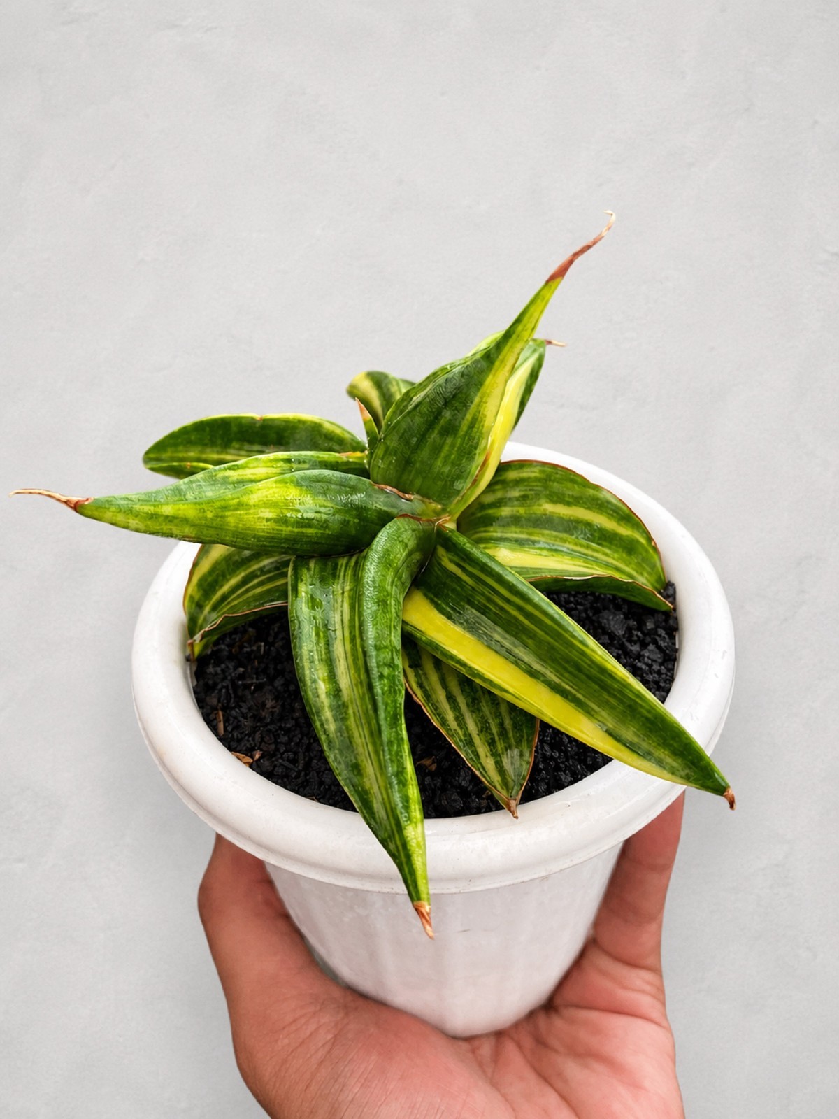 Sansevieria Ed Eby Paten Variegated Rare Snake Plant