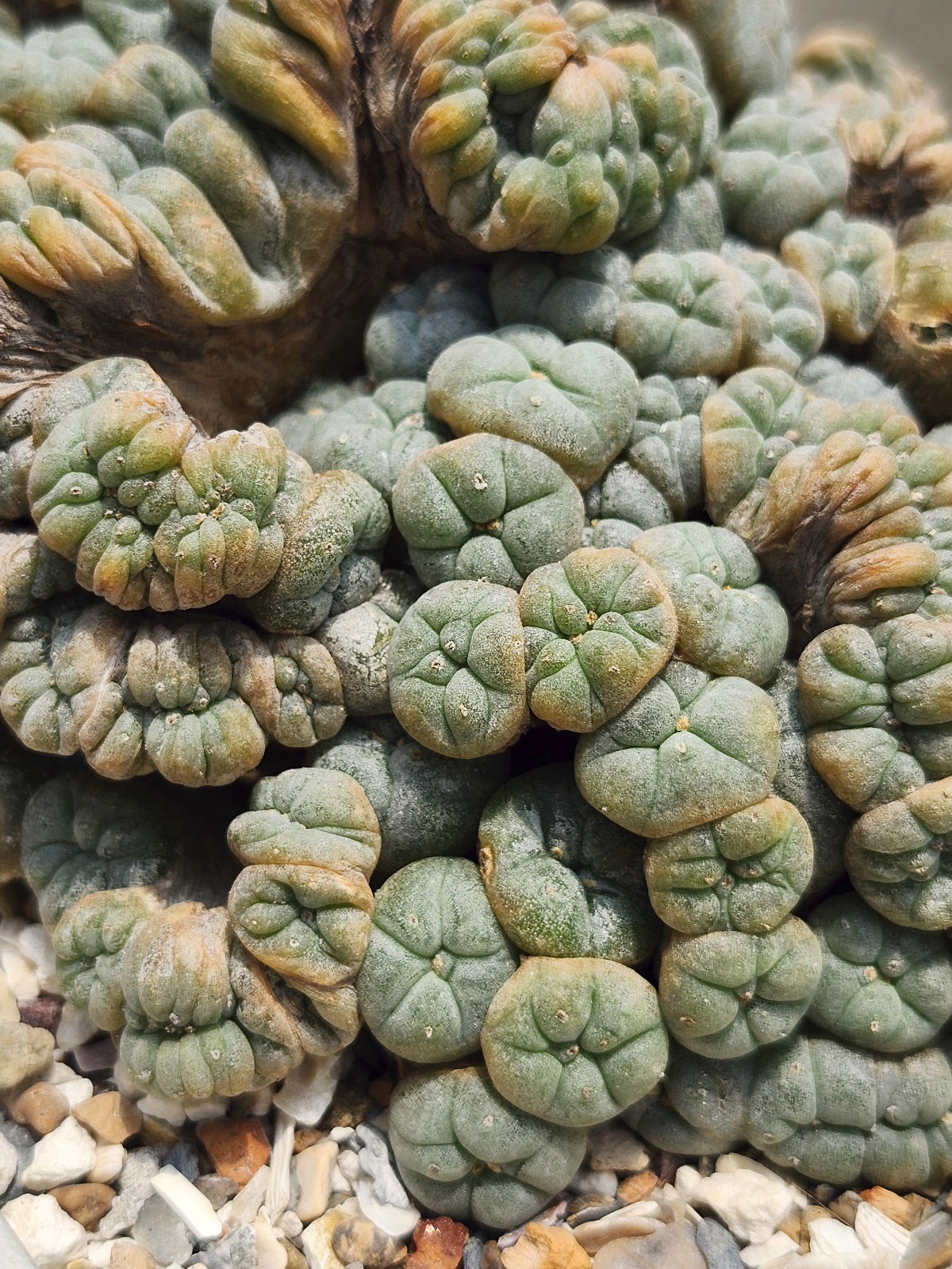 Large RARE crested cactus, self pollinating, shown in 6″ pot