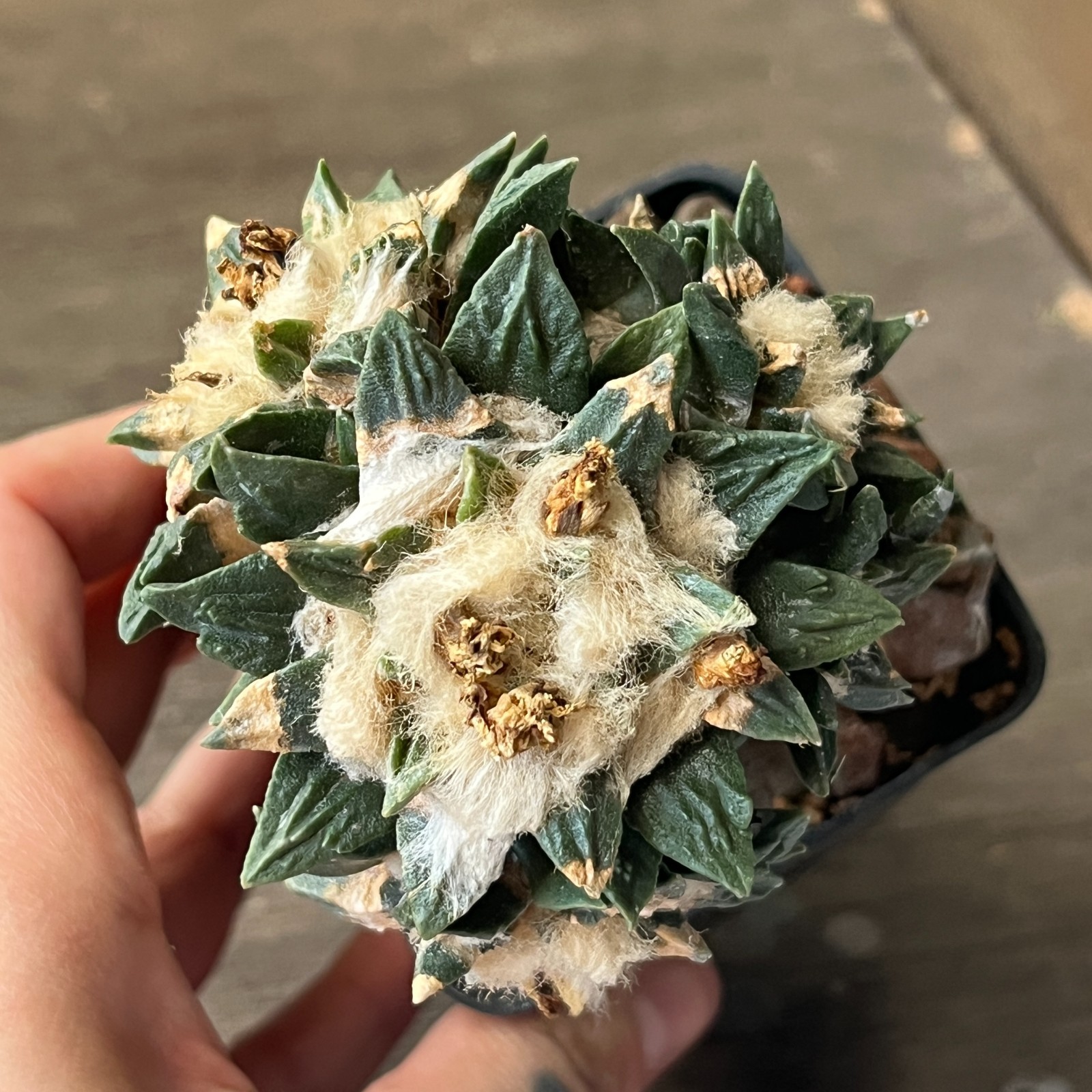 A52-1260 Cactus hybrid (hintonii x trigonus), grafted