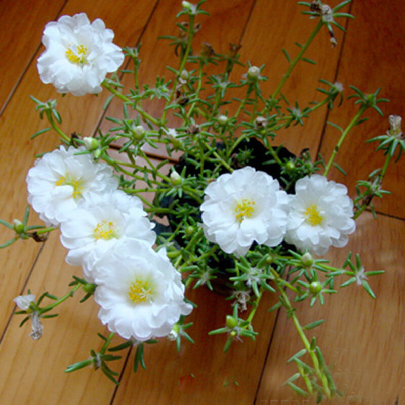 100 SEEDS Moss Rose Portulaca Double Flowered Mix