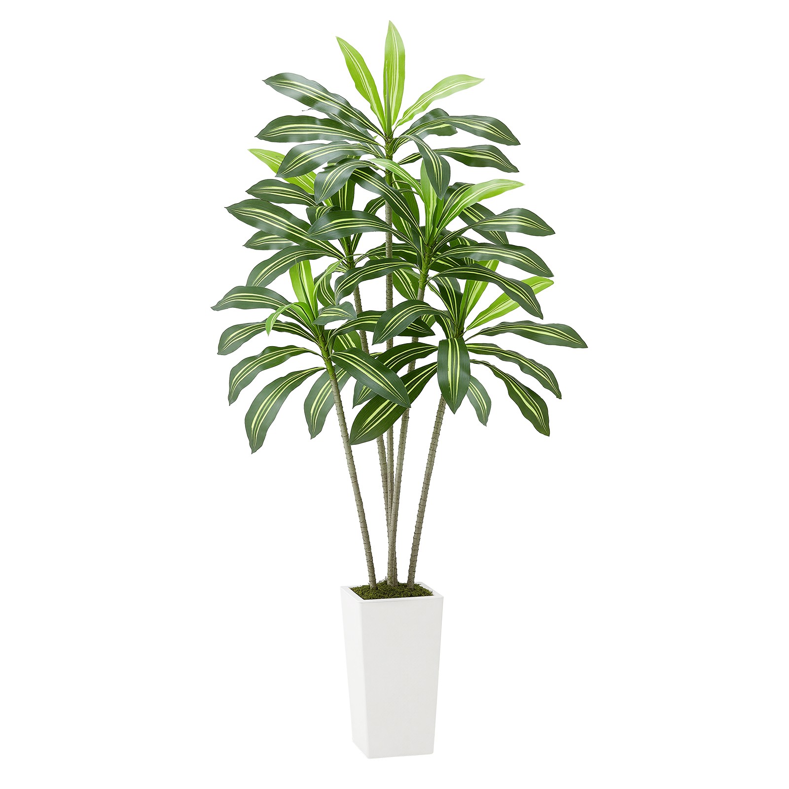 Uimoso 6ft Faux Dracaena Tree with White Pot for Indoor Spaces
