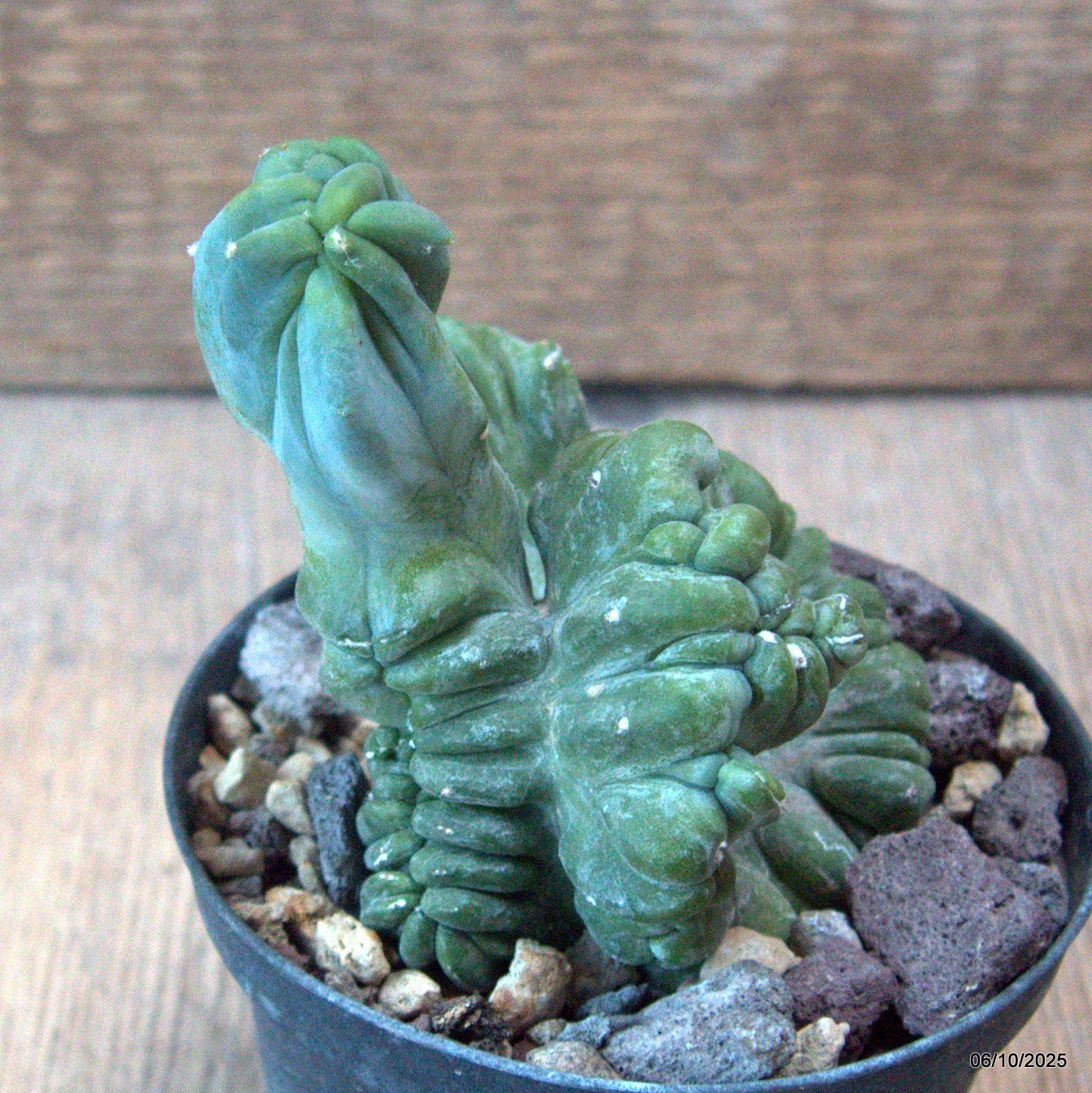 D6889 MYRTILLOCACTUS GEOMETRIZANS CRESTED pot10-H11-W10 cm MaMa Cactus