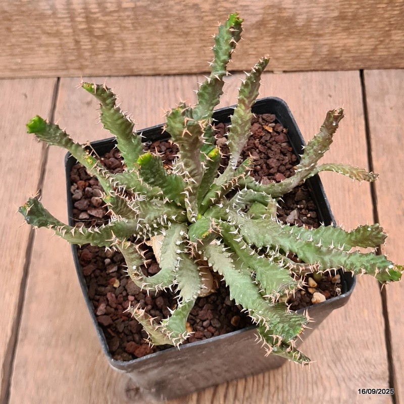 D6478 EUPHORBIA STELLATA BIG CAUDEX pot12-H13-W18 cm MaMa Cactus
