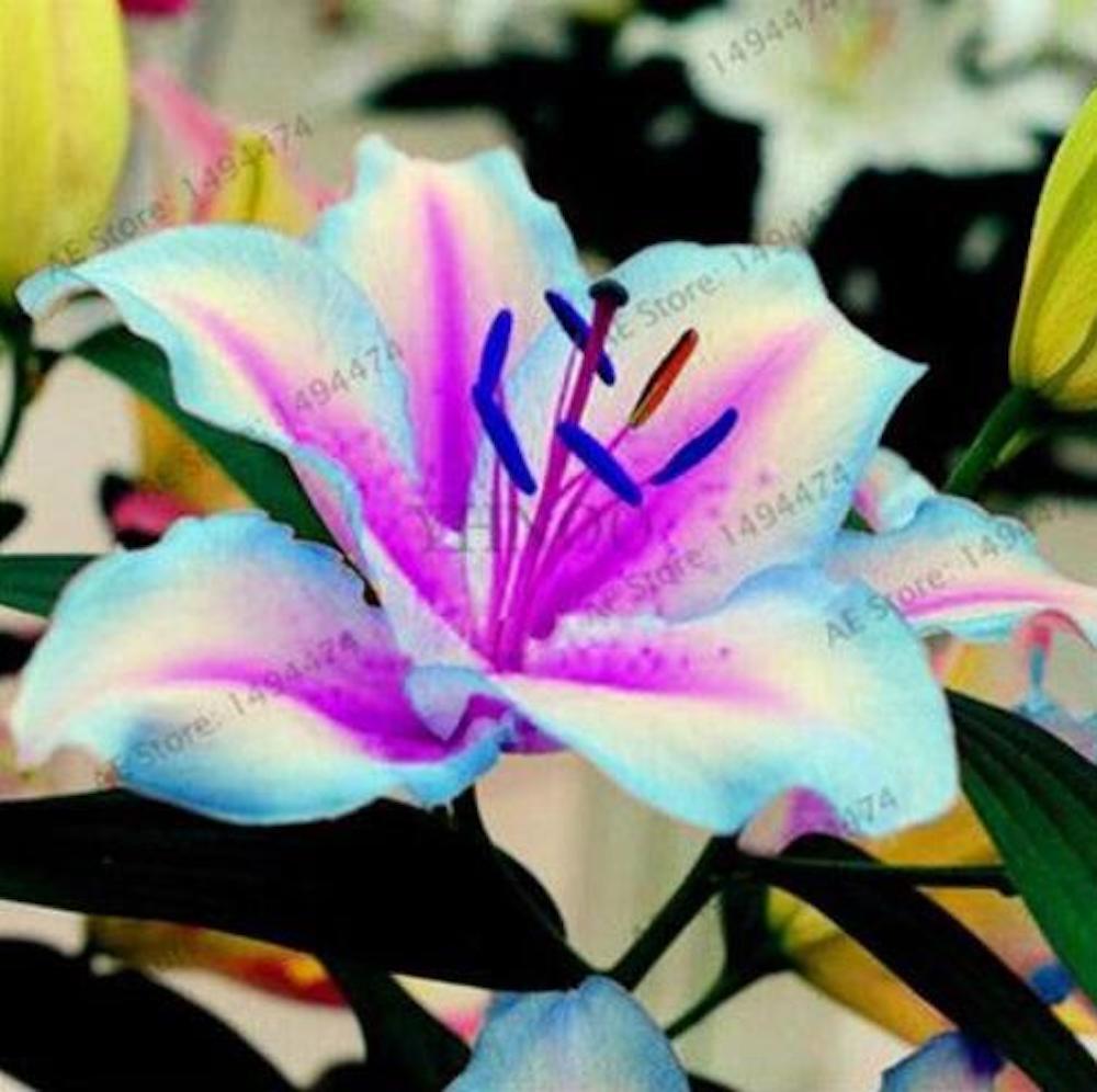 (10) LILY SEEDS rare exotic flower bloom home garden USA SELLER W/TRACKING