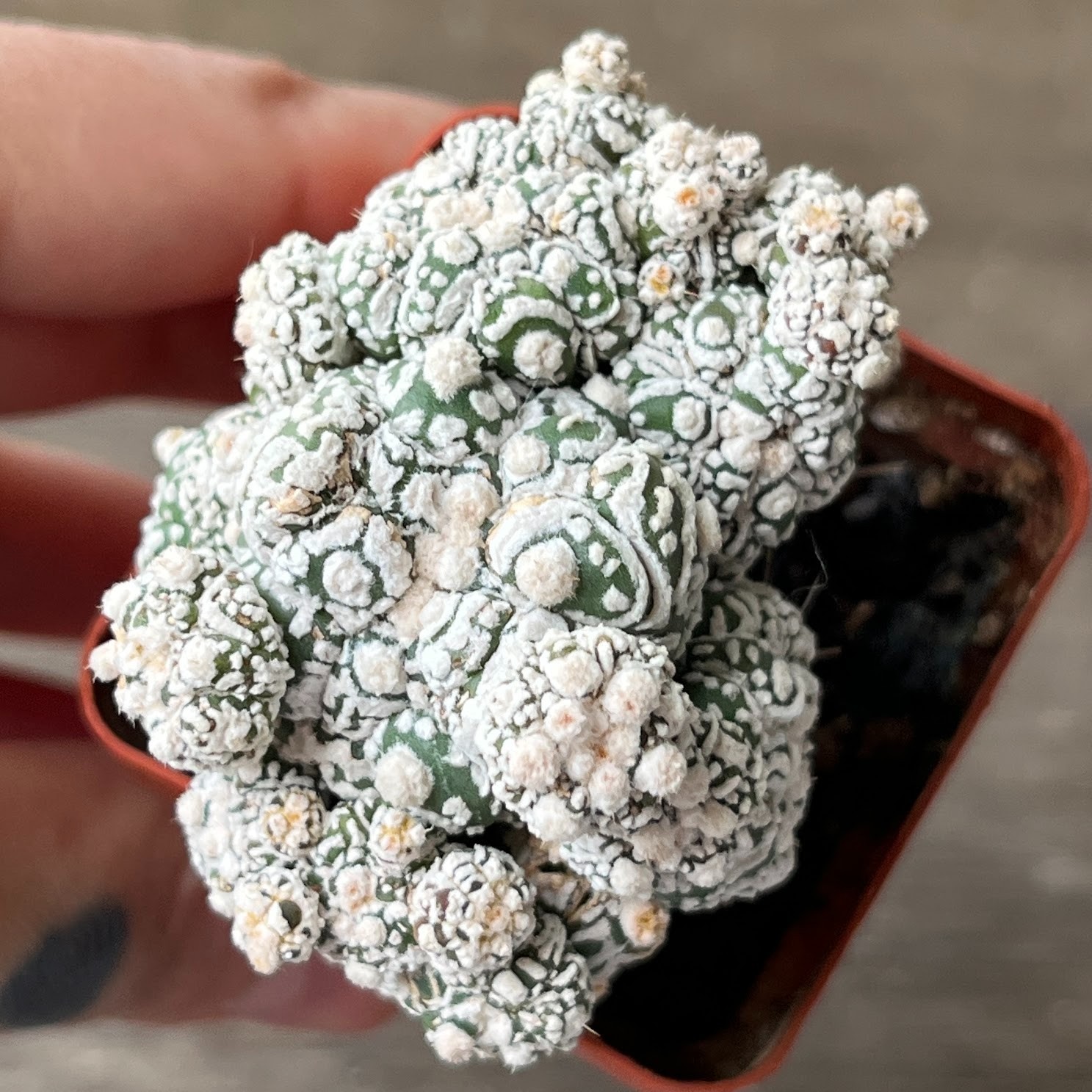 A57-939 Astrophytum Super Kabuto, white, grafted