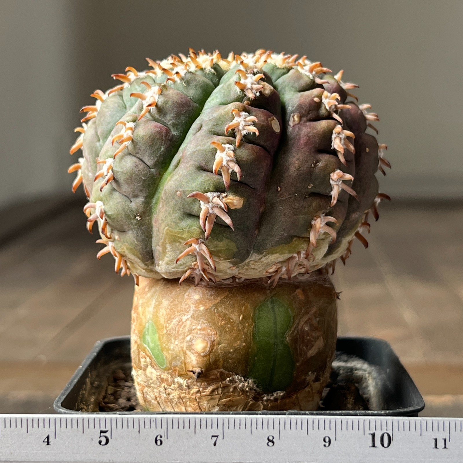 A38-2055 Gymnocalycium spegazzinii SL-044b, grafted