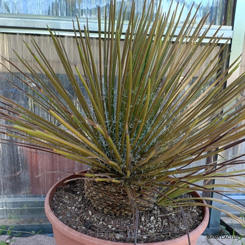 A7898 AGAVE GEMINIFLORA pot 35 cm H 43 cm W 55 cm MaMa Cactus