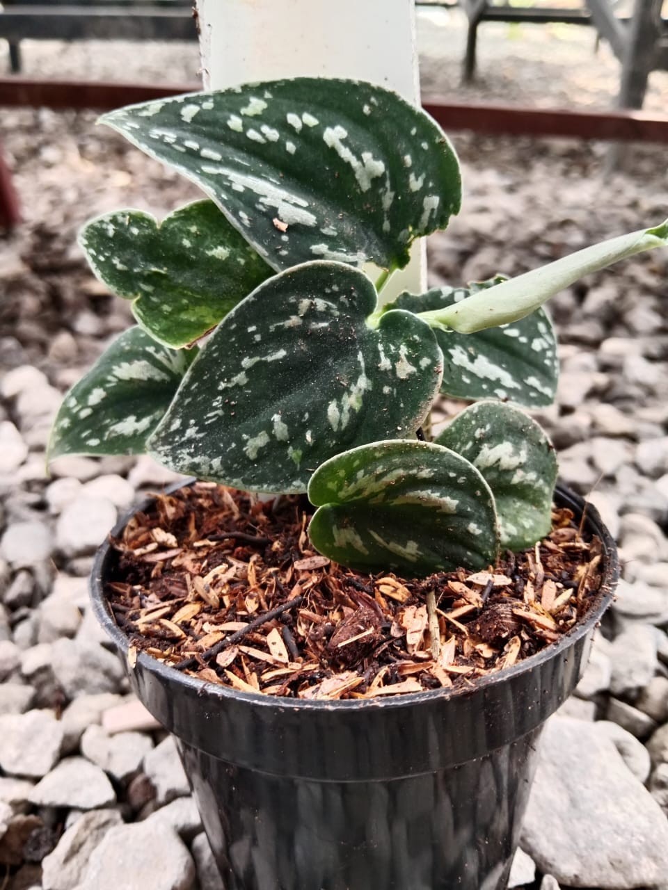 Scindapsus Pictus Rare Satin Pothos Plant | Silver Splash Scindapsus
